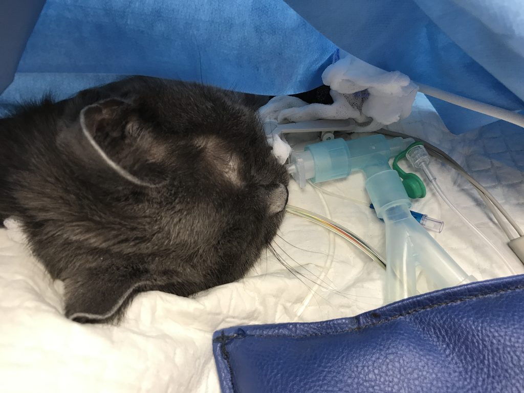 Größerer apparativer Totraum durch Verwendung eines großen Kapnographie-Adapters.