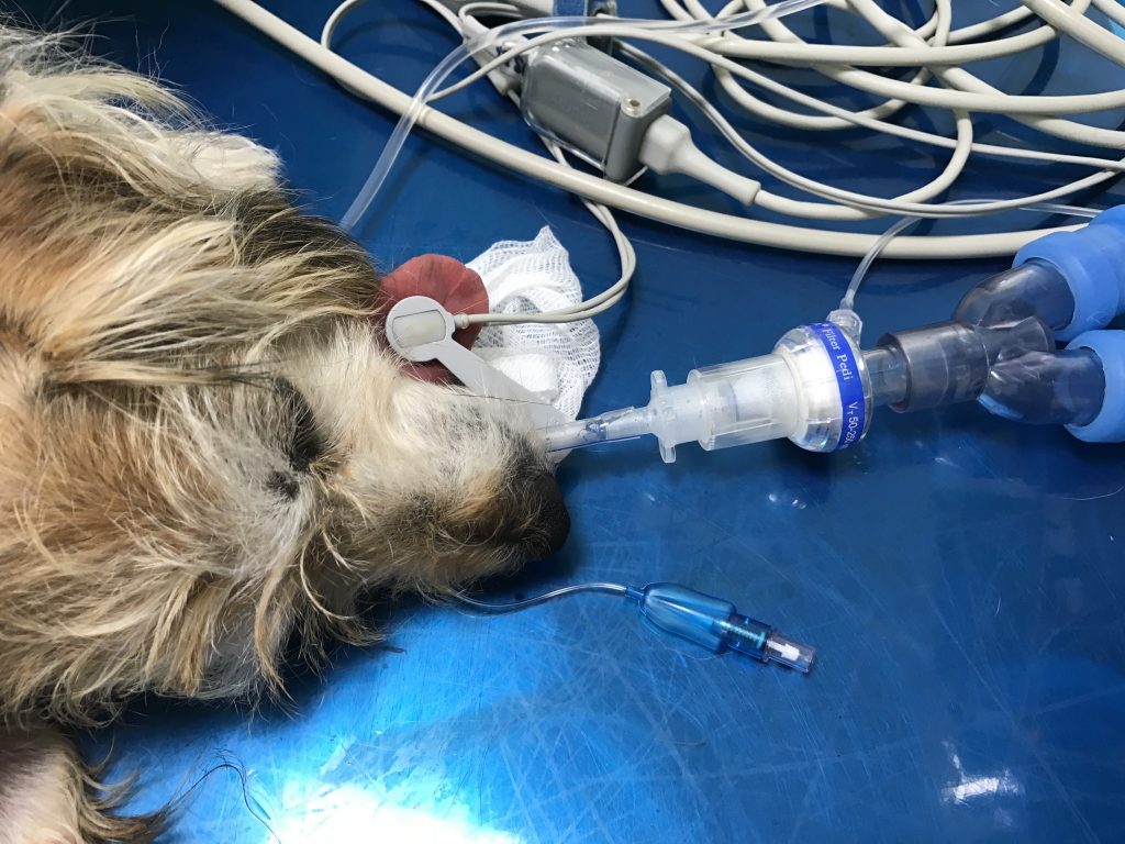 Passender HME-Filter, der gleichzeitig als Kapnographie- Adapter verwendet wird.