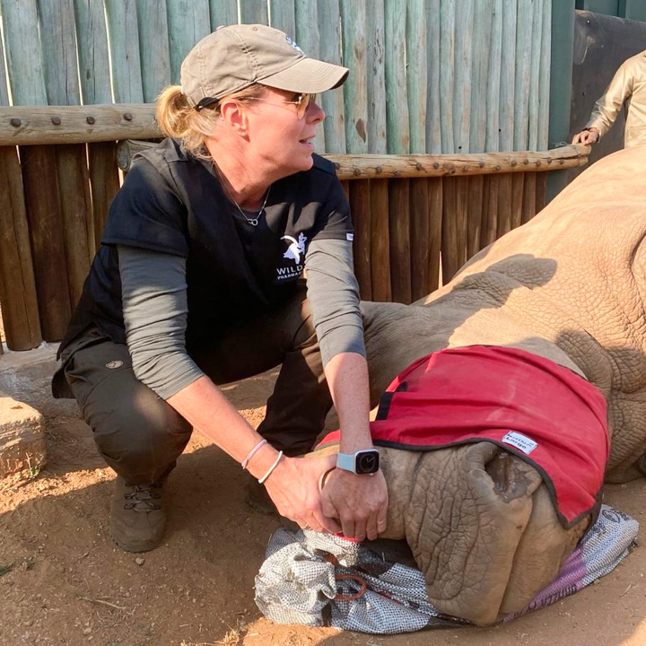 PD Dr. Eva Eberspächer-Schweda betreut sediertes Nashorn im Wildtiereinsatz – Anästhesie bei Wildtieren