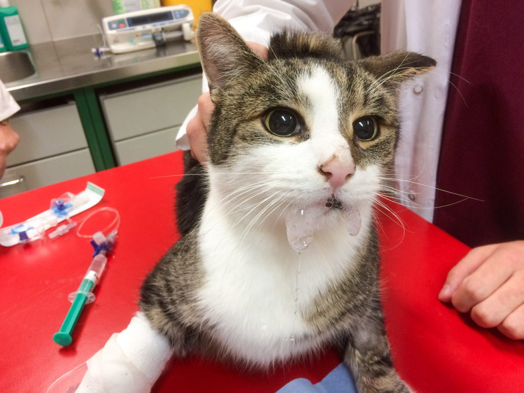 AnaesthesieSkills Katze mit Uebelkeit
