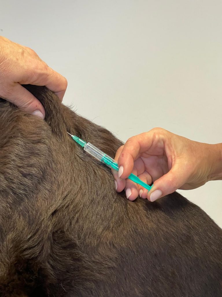 Foto Ketamin SC Injektion