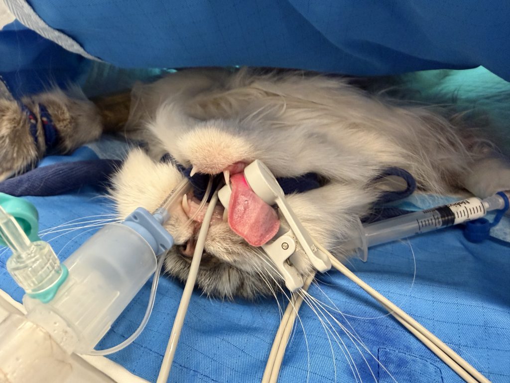 Foto Perioperatives Management